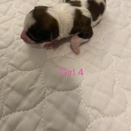Girl 4 - Parti female Yorkshire Terrier puppy in Watertown, New York from NNYYorkies
