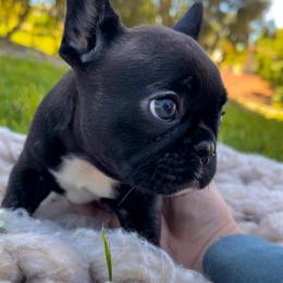 French Bulldog Puppies from Divine French Bulldogs