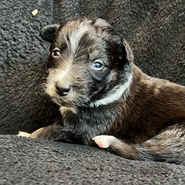 Tinker bell Girl-3 - Black tri-color female Australian Shepherd puppy in Mena, Arkansas from Fat-Bottom Farms