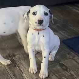 Chedder - White and black male Dalmatian puppy in Hastings, Florida from Love My Spotty Dalmatians