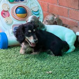 Bobby - Black and cream male Dachshund puppy in Irving, Texas from DFW Dachshunds by G & S