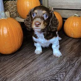 Dachshund Puppies from Mini Doxies R Us