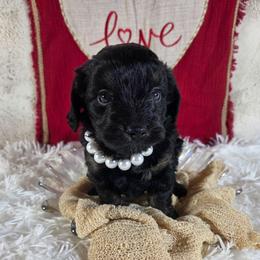 Brie - Black phantom female Aussiedoodle puppy in Haleyville, Alabama from The Cuddly Dood Ranch