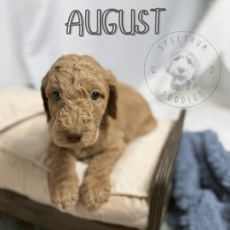 August - Red  male Goldendoodle puppy in Ama, Louisiana from Spectrum Doodles