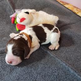 Miss Carol - Liver white and roan female English Springer Spaniel puppy in Kingsport, Tennessee from Leandra's English Springer Spaniels