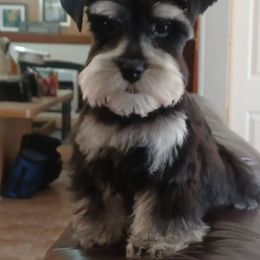 Miniature Schnauzer All Grown Up from Northeast Texas miniature schnauzers