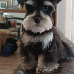 Miniature Schnauzer All Grown Up from Northeast Texas miniature schnauzers