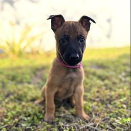 Cupid - Mahogany male Belgian Malinois puppy in Deerfield Beach, Florida from vd Hunde der neuen Äre