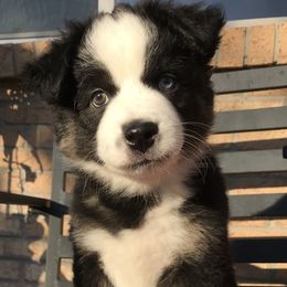 Australian Shepherd Puppies from 303 Aussies