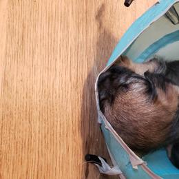 Border Terrier Puppies from Cornerstone Border Terriers