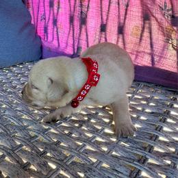 Mango - Yellow male Labrador Retriever puppy in Marietta, South Carolina from Trust in the Lord Labradors