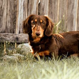 Dachshund puppies from Monterey Bay Dachshund Kennel