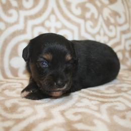 Blue - Black tri female Toy Australian Shepherd puppy in Licking, Missouri from Burnett Aussies