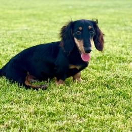 Sir Sweenie Todd - Black and cream male Dachshund puppy in Queen Creek, Arizona from Jolly Rogers Dachshunds
