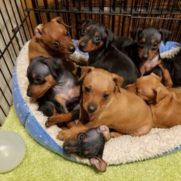 Miniature Pinscher Puppies from Sidels Miniature Pinscher