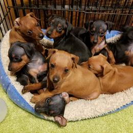 Miniature Pinscher Puppies from Sidels Miniature Pinscher