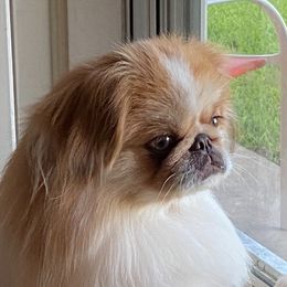 Buddy - Pekingese