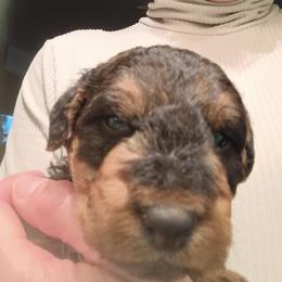 Mr. Red - Black and tan male Airedale Terrier puppy in Trinity, Florida from Black Opal
