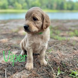 Goldendoodle Puppies from Raintree Lakes Doodles