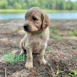 Goldendoodle Puppies from Raintree Lakes Doodles