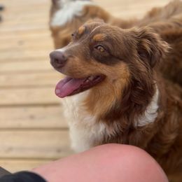 Peachy - Miniature Australian Shepherd