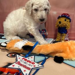 Sienna - White female Poodle puppy in Mobile, Alabama from Semmy’s Standard Poodle LLC