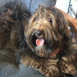 Pippin - Havanese