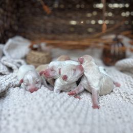 Miniature Schnauzer puppies from Golden Leaf Kennels LLC