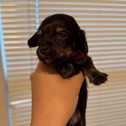TINY - Red Boy - Black and cream male Dachshund puppy in Horizon City, Texas from Willipaws