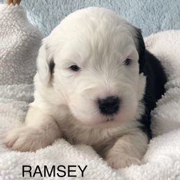 Ramsey - Blue gray and white male Old English Sheepdog puppy in Baltimore, Maryland from Misty Blue’s Old English Sheepdogs