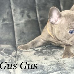French Bulldog Puppies from Fabled Frenchies