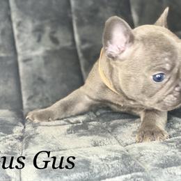 French Bulldog Puppies from Fabled Frenchies