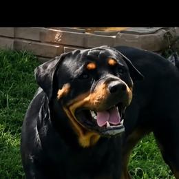 Anya - Rottweiler