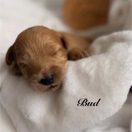 Boy 1 - Red male Bernedoodle puppy in Pottstown, Pennsylvania from Willow-Be Doodles