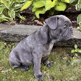 French Bulldog Puppies from Camarra King
