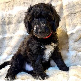 Boy 2 Mickey - Parti male Goldendoodle puppy in Kearneysville, West Virginia from Daydreamer
