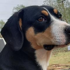 Entlebucher Mountain Dogs from QH Kennel