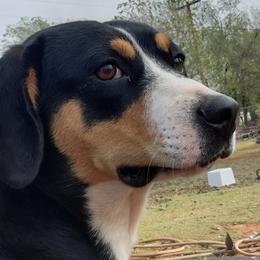 Entlebucher Mountain Dogs from QH Kennel