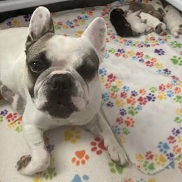 May May - French Bulldog