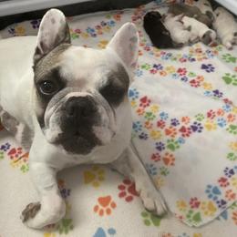 May May - French Bulldog
