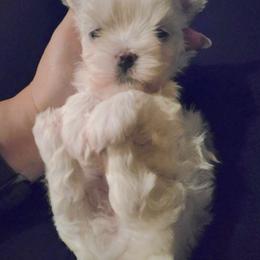 Akc boy - White male Maltese puppy in Moreno Valley, California from Leslie's Maltese