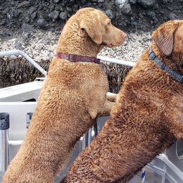 Chesapeake Bay Retrievers from Aleutian Islander Chesapeakes