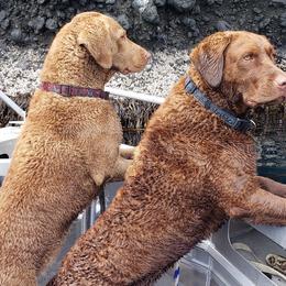 Chesapeake Bay Retrievers from Aleutian Islander Chesapeakes