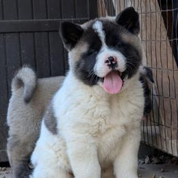 Yuri's Girl 3 - White female Akita puppy in South Carolina from Sierra Mountain Akitas
