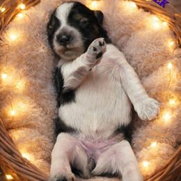Queeny - Parti female Miniature Schnauzer puppy in Sacramento, California from T & A Cali Schnauzer