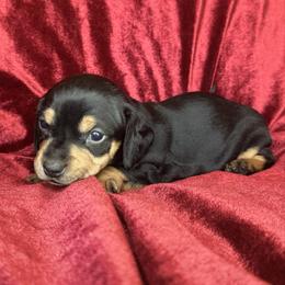 Boy 3 - Black and cream male Dachshund puppy in Ackerly, Texas from Silver Dach Farms