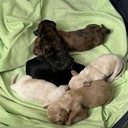 Dachshund Puppies from Witchy Woman’s Wiener’s