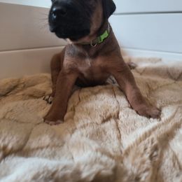 Boy 1 - Rd whtn blk nose male Rhodesian Ridgeback puppy in Kansas City, Missouri from Stoneridge Ridgebacks