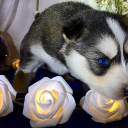 Siberian Husky Puppies from Blue Moon Siberian Husky Haven