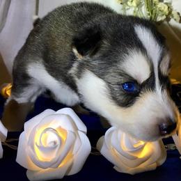 Siberian Husky Puppies from Blue Moon Siberian Husky Haven